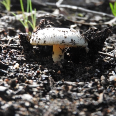 Amanita xanthocephala (Vermilion grisette) at Fadden, ACT - 4 Oct 2016 by ArcherCallaway