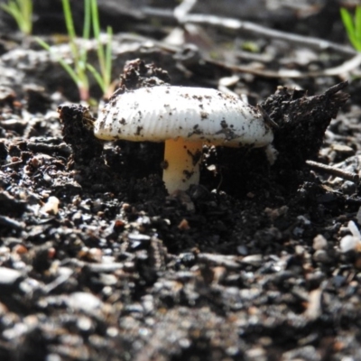 Amanita xanthocephala (Vermilion grisette) at Wanniassa Hill - 3 Oct 2016 by RyuCallaway