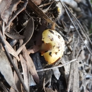 Amanita sp. at Fadden, ACT - 4 Oct 2016