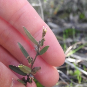 Hovea heterophylla at Fadden, ACT - 4 Oct 2016