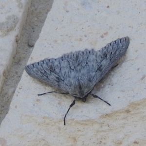 Cyneoterpna wilsoni at Fadden, ACT - 4 Oct 2016 11:02 AM