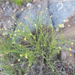 Calotis lappulacea (Yellow Burr Daisy) at Pine Island to Point Hut - 24 Nov 2016 by michaelb