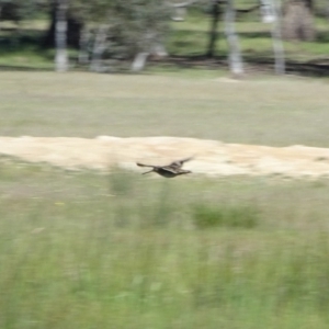 Gallinago hardwickii at Gungahlin, ACT - 24 Nov 2016 08:43 AM