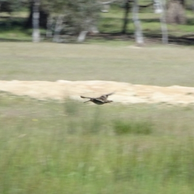 Gallinago hardwickii (Latham's Snipe) at Gungahlin, ACT - 23 Nov 2016 by Numbat