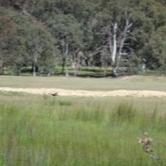 Gallinago hardwickii at Gungahlin, ACT - 24 Nov 2016