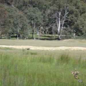 Gallinago hardwickii at Gungahlin, ACT - 24 Nov 2016 08:43 AM