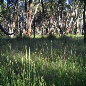 Macropus giganteus at Gungahlin, ACT - 24 Nov 2016