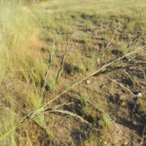 Eragrostis curvula at Banks, ACT - 24 Nov 2016 07:12 PM