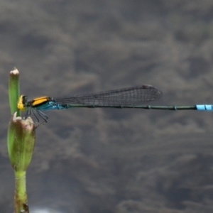 Pseudagrion aureofrons at Oaks Estate, ACT - 21 Feb 2016