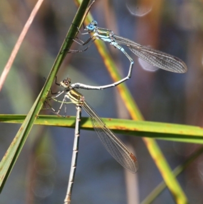 Austrolestes cingulatus (Metallic Ringtail) at Namadgi National Park - 14 Feb 2016 by HarveyPerkins