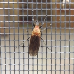 Bibio imitator (Garden maggot) at Conder, ACT - 22 Nov 2016 by michaelb