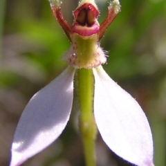 Eriochilus cucullatus (Parson's Bands) at Kambah, ACT - 17 Mar 2010 by MatthewFrawley