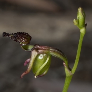 Caleana minor at Canberra Central, ACT - suppressed