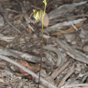 Caleana minor at Canberra Central, ACT - suppressed