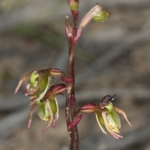 Caleana minor at Aranda, ACT - 25 Nov 2016