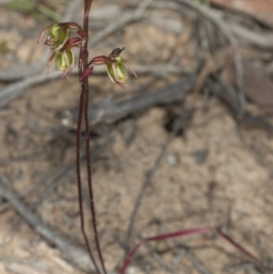 Caleana minor at Aranda, ACT - suppressed