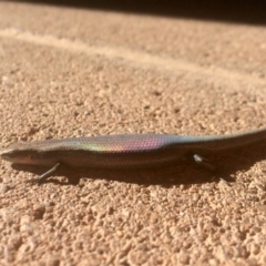 Lampropholis delicata (Delicate Skink) at Bruce, ACT - 25 Nov 2016 by annamacdonald