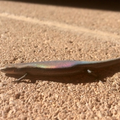 Lampropholis delicata (Delicate Skink) at University of Canberra - 25 Nov 2016 by annamacdonald