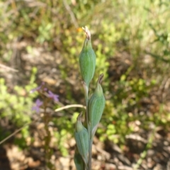 Calochilus sp. (A Beard Orchid) at Aranda, ACT - 24 Nov 2016 by JanetRussell