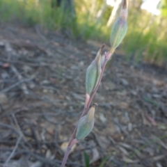 Calochilus sp. (A Beard Orchid) at Aranda, ACT - 24 Nov 2016 by JanetRussell