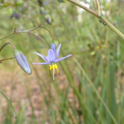 Dianella revoluta var. revoluta (Black-Anther Flax Lily) at Aranda, ACT - 24 Nov 2016 by JanetRussell