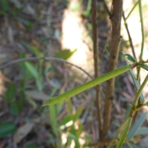 Glycine clandestina at Aranda, ACT - 24 Nov 2016 03:56 PM