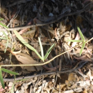 Glycine clandestina at Aranda, ACT - 24 Nov 2016 03:56 PM