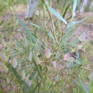 Daviesia mimosoides subsp. mimosoides at Aranda, ACT - 24 Nov 2016 03:34 PM