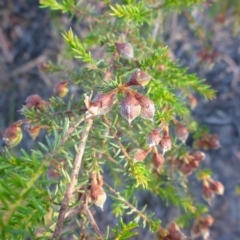 Dillwynia phylicoides (A Parrot-pea) at Aranda, ACT - 24 Nov 2016 by JanetRussell