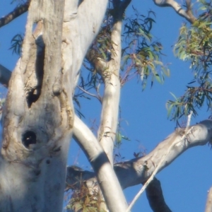 Cacatua galerita at Aranda, ACT - 24 Nov 2016