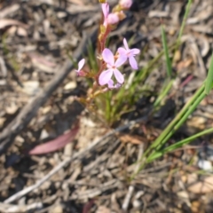 Stylidium graminifolium (grass triggerplant) at Aranda, ACT - 24 Nov 2016 by JanetRussell