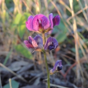 Glycine tabacina at Bonython, ACT - 24 Nov 2016