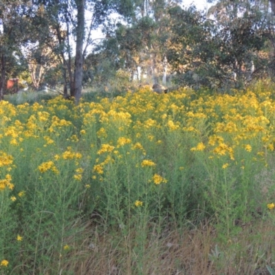 Hypericum perforatum (St John's Wort) at Pine Island to Point Hut - 24 Nov 2016 by michaelb