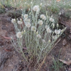 Vittadinia cuneata var. cuneata (Fuzzy New Holland Daisy) at Bonython, ACT - 24 Nov 2016 by michaelb