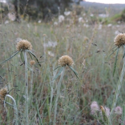 Euchiton sphaericus (star cudweed) at Bonython, ACT - 24 Nov 2016 by MichaelBedingfield