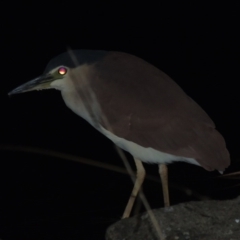 Nycticorax caledonicus (Nankeen Night-Heron) at Bonython, ACT - 25 May 2016 by MichaelBedingfield