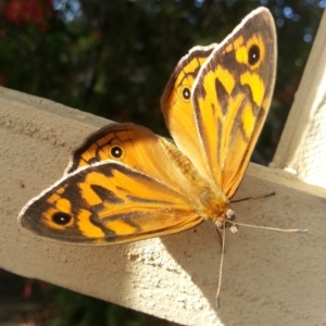 Heteronympha merope at Kambah, ACT - 26 Nov 2016