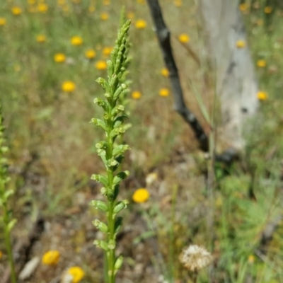 Microtis sp. (Onion Orchid) at Isaacs Ridge Offset Area - 26 Nov 2016 by Mike