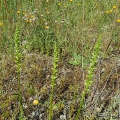 Microtis sp. at Isaacs Ridge Offset Area - suppressed