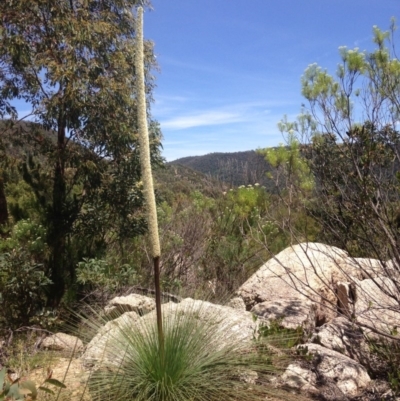 Xanthorrhoea glauca subsp. angustifolia (Grey Grass-tree) at Lower Cotter Catchment - 26 Nov 2016 by Ratcliffe