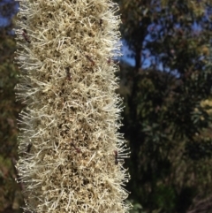 Xanthorrhoea glauca subsp. angustifolia at Paddys River, ACT - suppressed