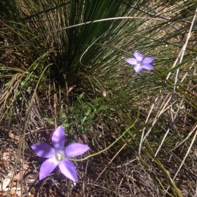 Wahlenbergia sp. (Bluebell) at Lower Cotter Catchment - 26 Nov 2016 by Ratcliffe