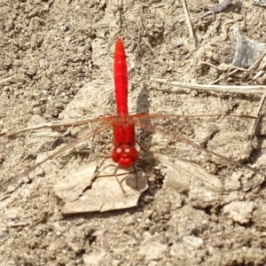 Diplacodes haematodes at Burra, NSW - 26 Nov 2016