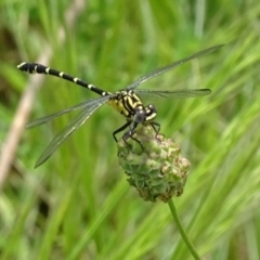 Hemigomphus heteroclytus at Burra, NSW - 26 Nov 2016