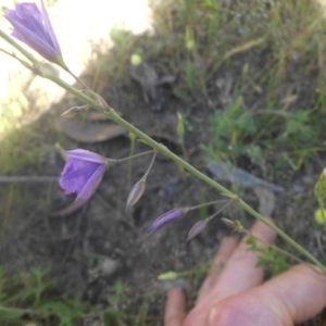 Arthropodium fimbriatum at Majura, ACT - 25 Nov 2016