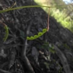 Grona varians (Slender Tick-Trefoil) at Campbell, ACT - 25 Nov 2016 by SilkeSma