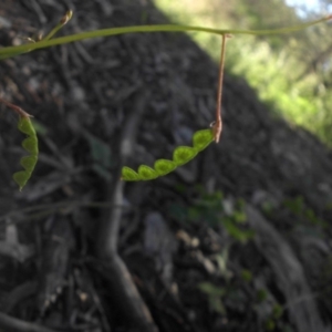 Grona varians at Campbell, ACT - 25 Nov 2016