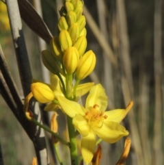 Bulbine glauca (Rock Lily) at Pine Island to Point Hut - 21 Nov 2016 by michaelb