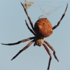 Hortophora sp. (genus) (Garden orb weaver) at Greenway, ACT - 21 Nov 2016 by michaelb