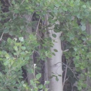 Populus deltoides at Greenway, ACT - 21 Nov 2016 07:41 PM